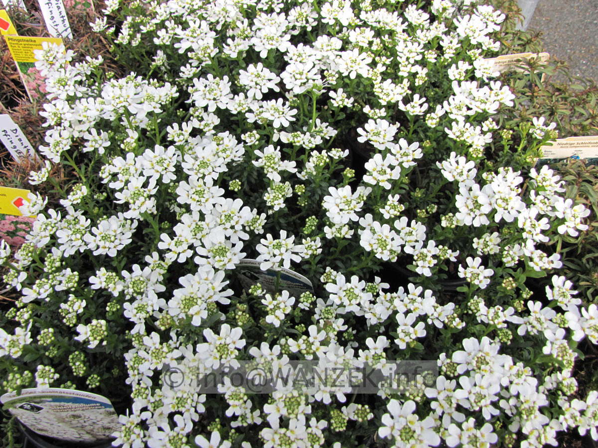 Iberis sempervierens Snow Cone.JPG